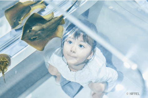 「ニフレル」施設イメージ