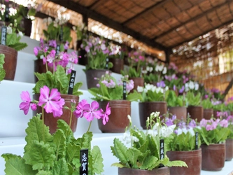 【向島百花園】～江戸の花園で春を満喫～ 『サクラソウの展示』≪４月19日（水）～４月23日（日）≫