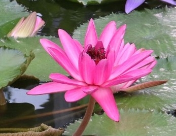 熱帯スイレン（夜咲き）