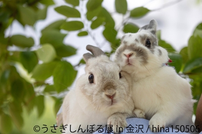 うさぎしんぼる展　展示作品3
