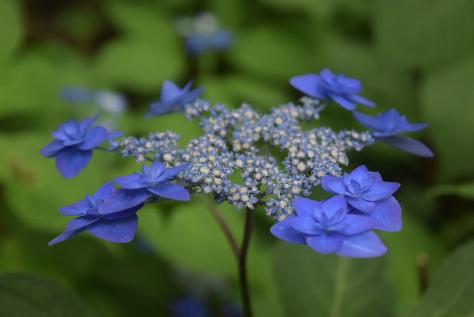 深山八重紫 (5月26日撮影)