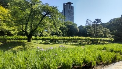 5月24日撮影