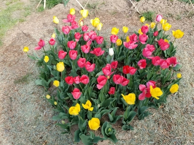 ゆる庭イメージ3