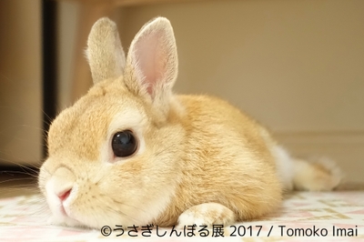 展示作品14