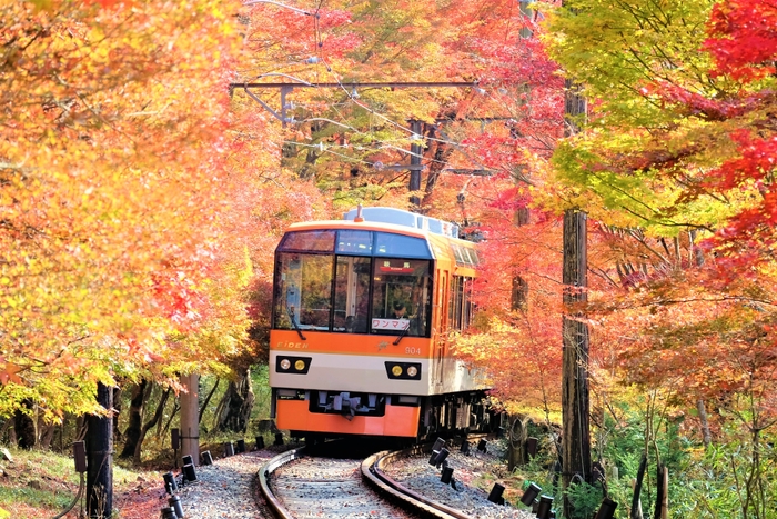 「もみじのトンネル」を走行する展望列車「きらら」