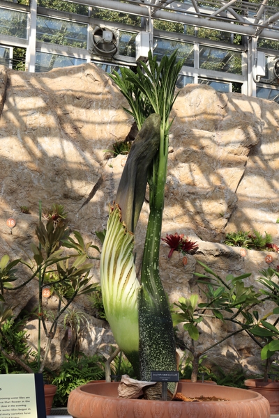 本日のショクダイオオコンニャクの様子（2022年12月16日撮影）