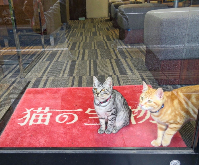 猫の日　猫好きさんの為の宝石店［猫の宝物］　入口