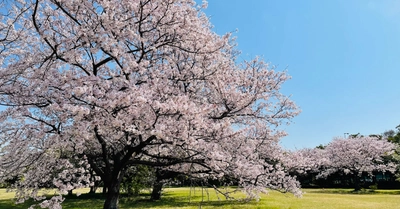 子どもたちが植える、未来への桜。20年後の自分へ届けるタイムカプセルも。2026年3月28日（土）、「大阪北港マリーナ さくら植樹体験イベント」を開催！