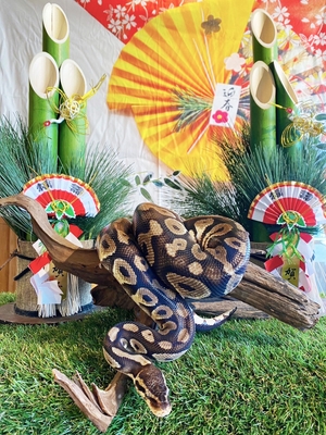 ボールニシキヘビ