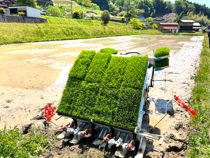 田植えの様子