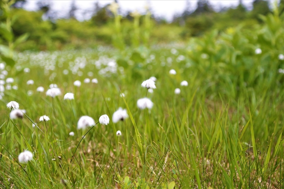 「ワタスゲ」が咲く幻想的な景色
