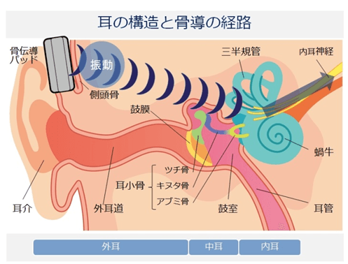 耳の構造と骨導の経路