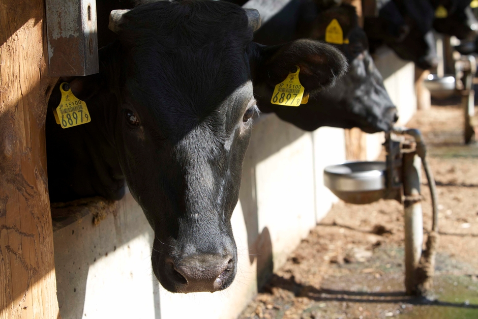 奥山半僧坊のふもとの大自然の中で育つ峯野牛