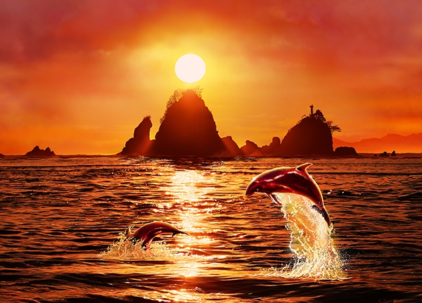 西伊豆田子島とイルカ クリスチャン・ラッセン