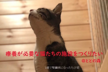 千葉で保護猫譲渡を行う「ととの森」が免疫力の低い 保護猫の施設を作るためにクラウドファンディングを開始