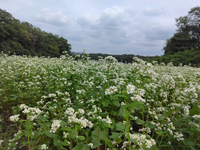 七国山のそばの実収穫体験