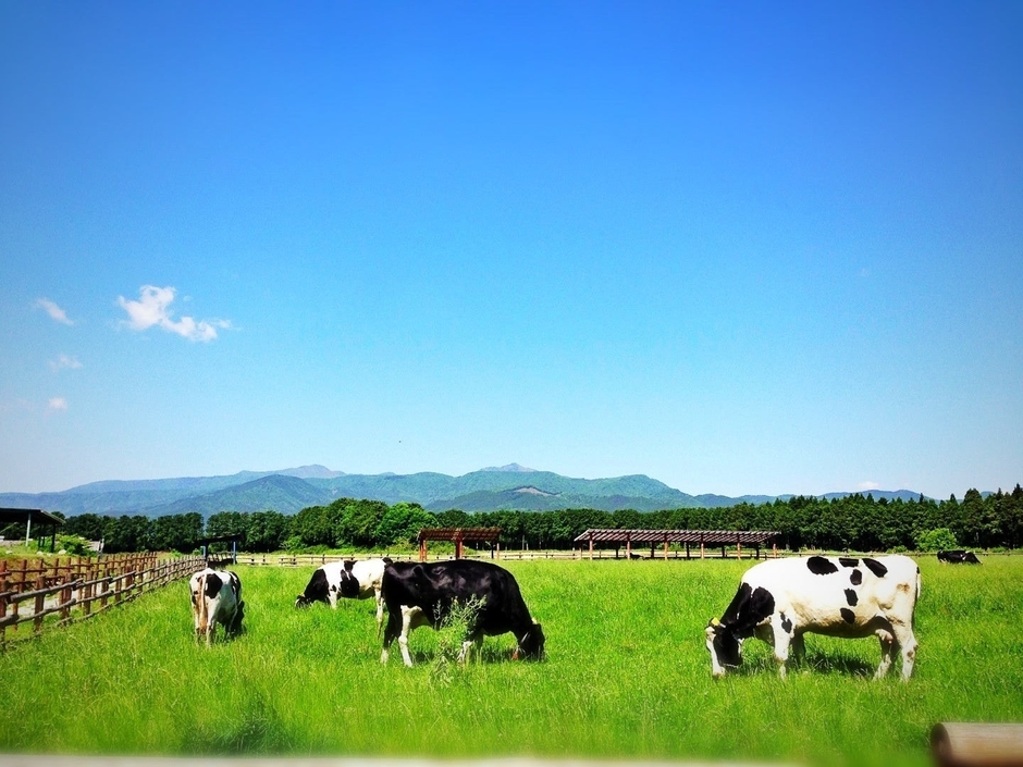 放牧場では、牛さんが草をもりもり食べる姿や、寝そべって ゆったりしている姿がご覧になれます。時には走っている姿も 見られるかもしれません。11 月までの予定です。