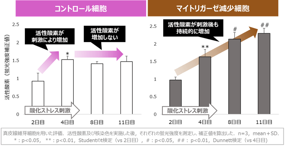 図3　マイトリガーゼの減少による活性酸素の持続的な増加