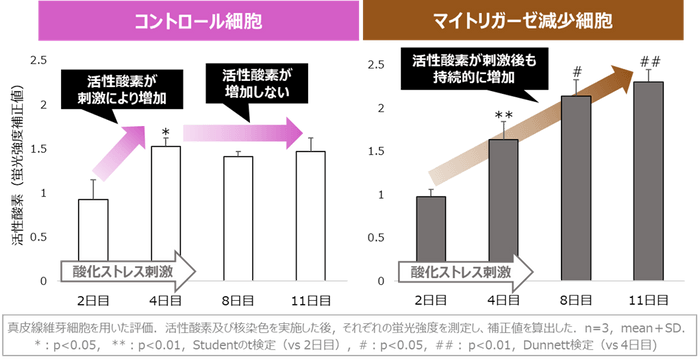 図3　マイトリガーゼの減少による活性酸素の持続的な増加