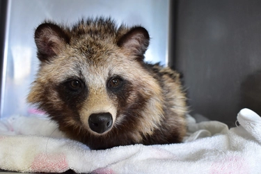 傷ついた野生動物たちを救う！ 傷病野生動物保護センターの施設拡充に向け クラウドファンディングをREADYFORにて6/1に開始