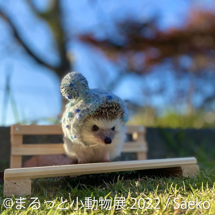 展示作品6