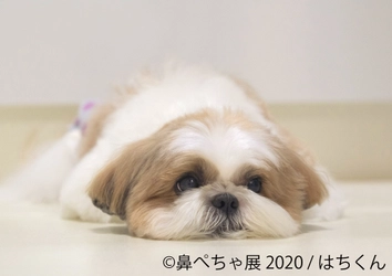 過去10万人動員！パグやシーズー“ぶひカワ”な作品大集結の 「鼻ぺちゃ展」が新作携え三都市巡回展を開催！ 10月30日～1月11日　大阪を皮切りに東京・名古屋へ