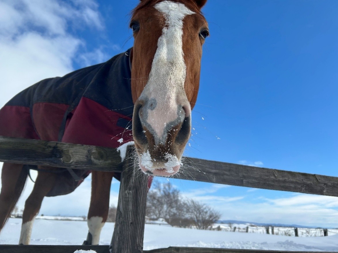 SNSフォロワー1万人超の元競走馬「ターボさん」の公式写真販売を開始株式会社ハッピースマイルとオーナーが契約締結