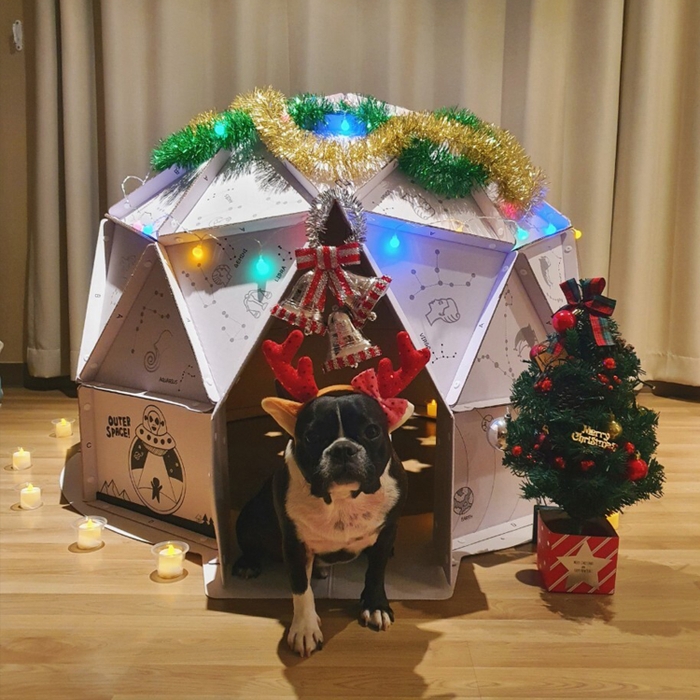 クリスマスにもおすすめ!