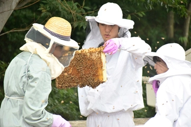 工学院大学みつばちプロジェクトが 東京産ハチミツを使ったパンを企画・開発　 「せいせき夏のビールまつり」で限定販売(9月15日～18日開催)