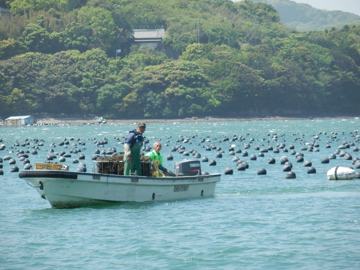 愛媛県御荘湾「種夏」養殖の様子