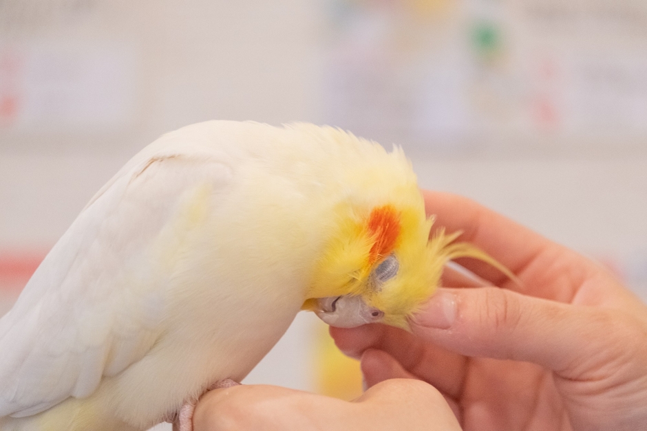 頭をなでられてデレデレの「たっくん」