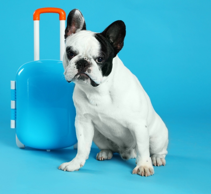French bulldog with little suitcase on blue background. Space for text