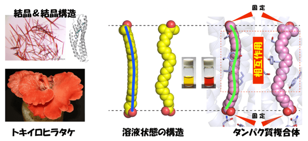 図4　溶液状態では緩やかなアーチ状の立体構造を示す2-dehydro-3-deoxylaetiporic acid Aが、タンパク質内部ではゆがんだ構造を取ることを強いられ、赤色を呈色する