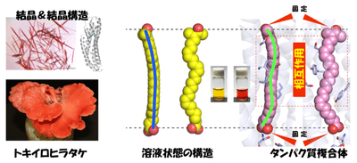 図4　溶液状態では緩やかなアーチ状の立体構造を示す2-dehydro-3-deoxylaetiporic acid Aが、タンパク質内部ではゆがんだ構造を取ることを強いられ、赤色を呈色する