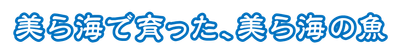美ら海ロゴ