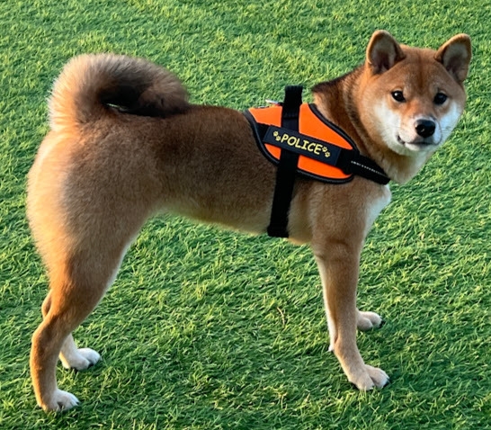 柴犬夢姫　栄光の３位