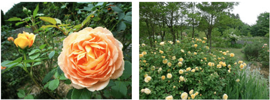 画像提供:ドリプレ・ローズガーデン