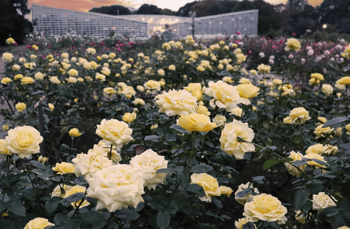 秋のばら園（令和６年撮影）