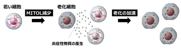 図4. エイジングによるMITOL減少と老化の加速のイメージ