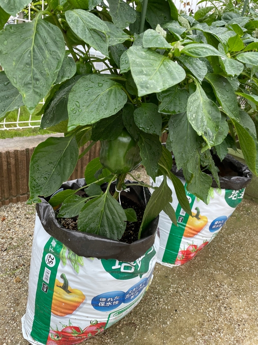 袋栽培(受託施設にて撮影)