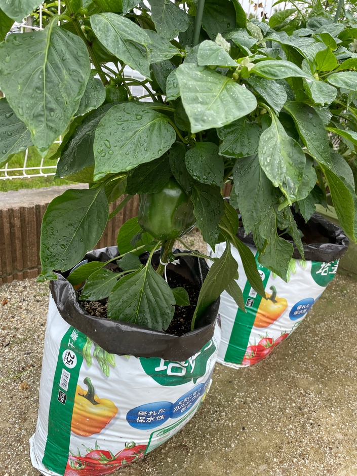 袋栽培（受託施設にて撮影）