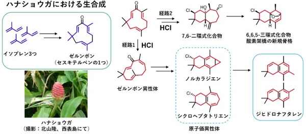 【図１】酸性条件におけるゼルンボンの反応経路