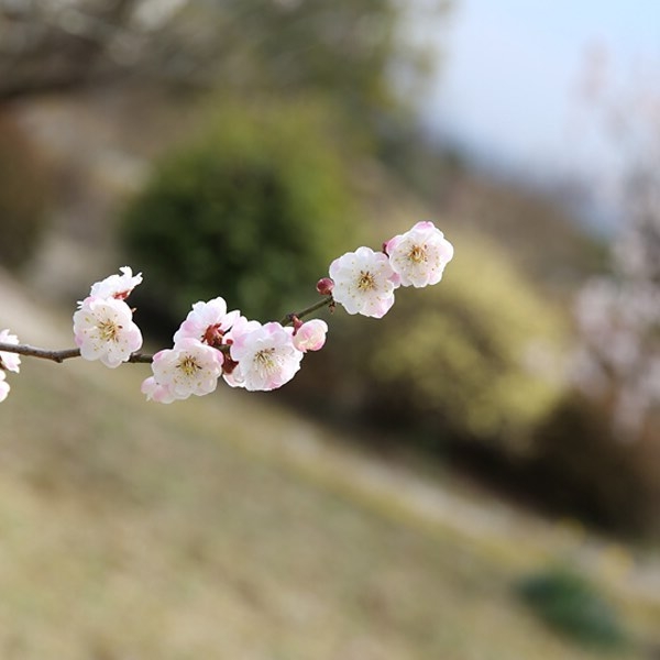 これからの季節園内では5万株のつつじが見ごろを迎えます