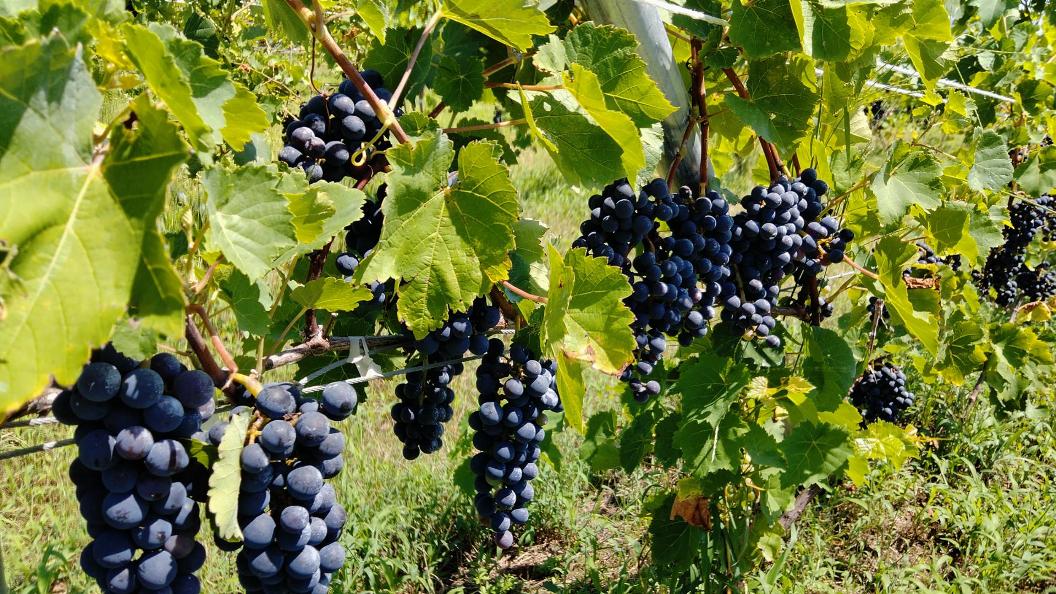 伊勢シティホテルで「伊勢雫」「伊勢凛」「伊勢雅」ワインの提供開始