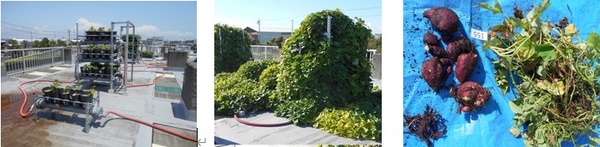 図1 磐南浄化センターで実施したサツマイモの根圏灌漑三層栽培システム　左：苗定植（6月）、中央：生育状況（8月）、右：収穫した芋（11月）