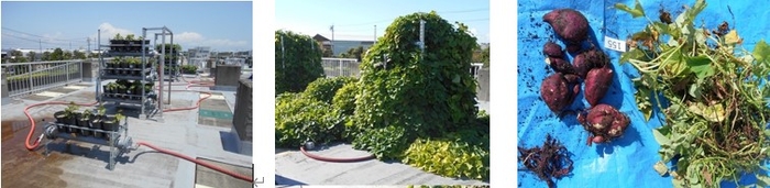 図1 磐南浄化センターで実施したサツマイモの根圏灌漑三層栽培システム 左:苗定植(6月)、中央:生育状況(8月)、右:収穫した芋(11月)