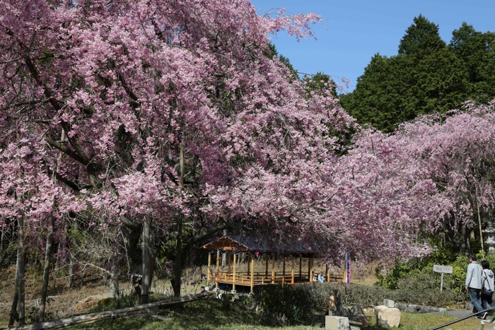 花宝苑のしだれ桜