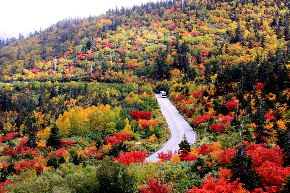 弥陀ヶ原“紅葉の天空ロード”を高原バスが疾走