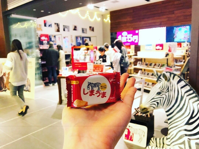 しまうまビスコを先着順でプレゼント!