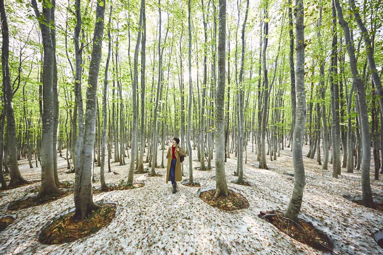 【奥入瀬渓流ホテル】約1ヵ月しか見られない絶景の中で、感動的な朝を迎える「絶景根びらき朝活」新登場|開催期間:2023年5月8日~21日